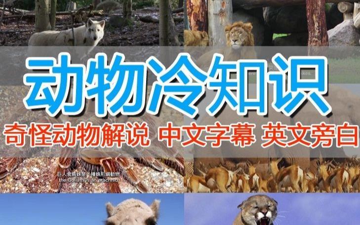 外面卖1699的国外纪录片解说（动物解说、美食、动画片）稳过中视频-升阶有道